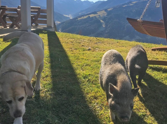 Minischweine und Hund sind Freunde
