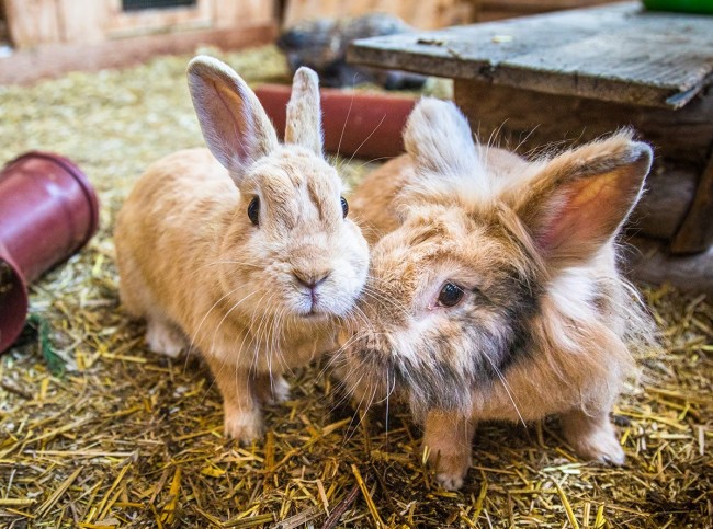 Kaninchen