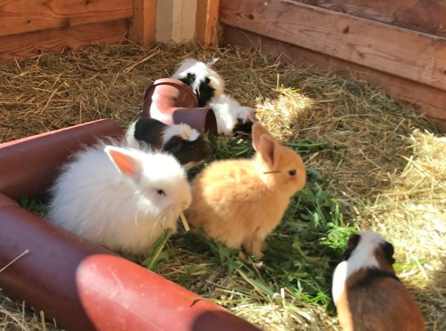 Kaninchen und Meerschweinchen