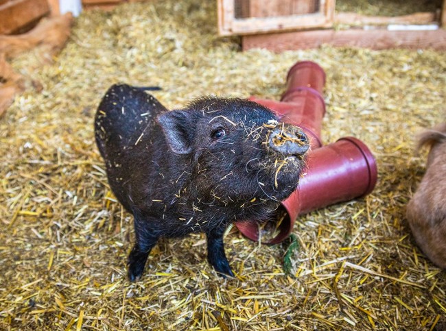 Minischwein
