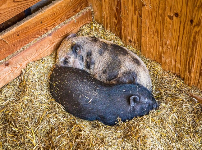 Minischweine beim Kuscheln