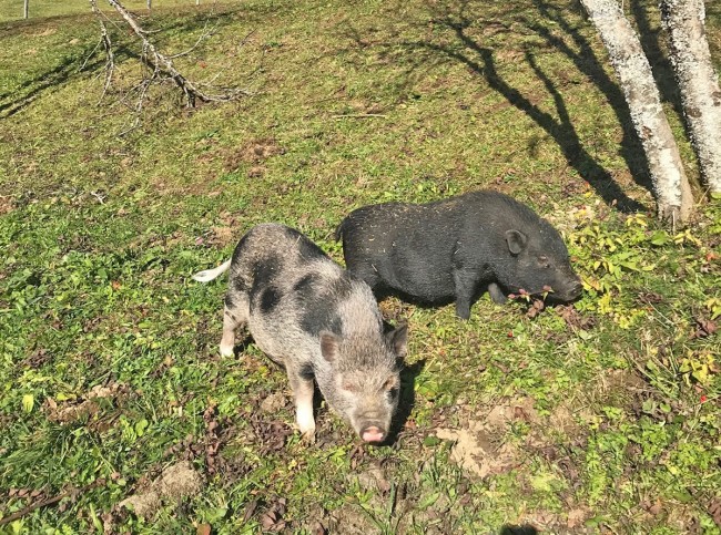 Minschweine