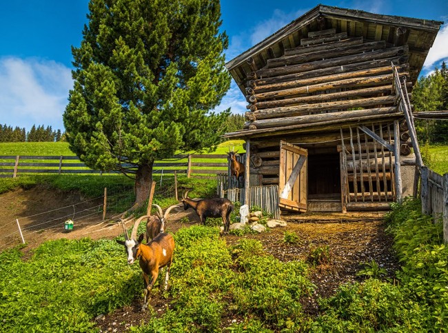 Ziegen auf der Wiese