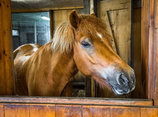Unsere Pferde freuen sich auf alle Pferdeliebhaber am Hof