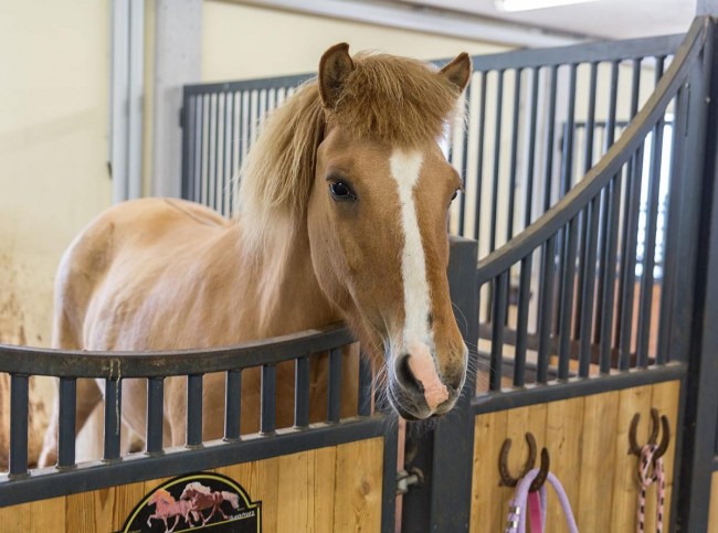 Reiten am Bauernhof Oberegghof in Wagrain