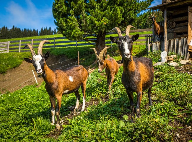 Unsere glücklichen Ziegen